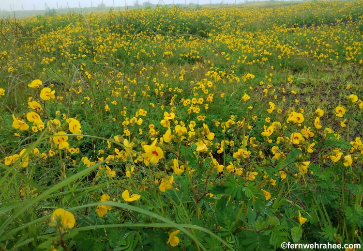 Places to Visit in Satara and Travel guide to Kaas Plateau