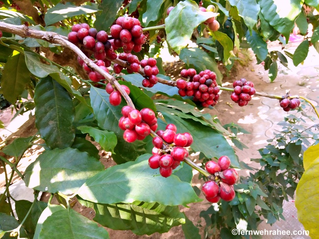 coffee plantation in coorg