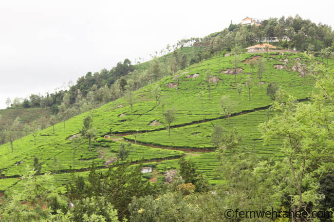 Coonoor sightseeing by car