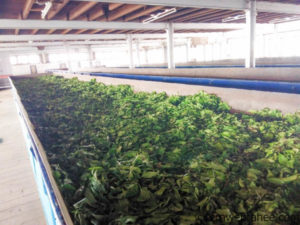 Tea Factory Visit Coonoor