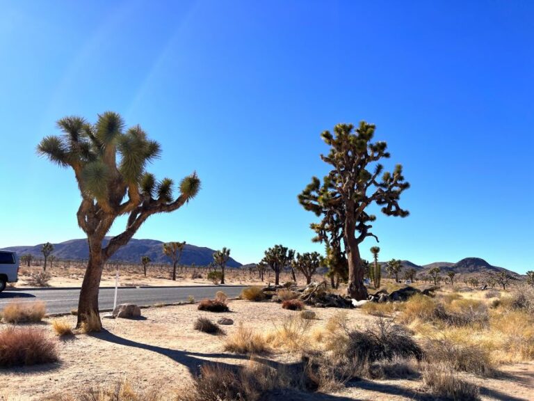 One Day in Joshua Tree National Park Itinerary: Hikes + Tips