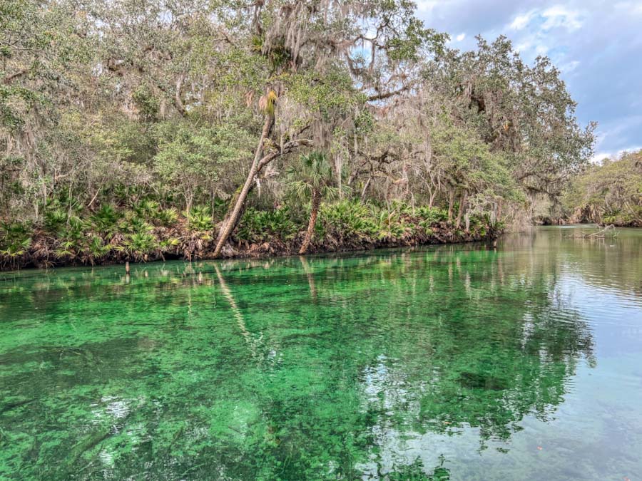 best place to see manatees in Florida - blue spring state park