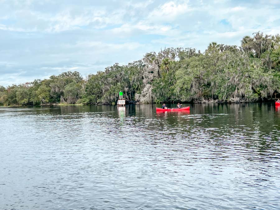 kayaking with manatees in florida