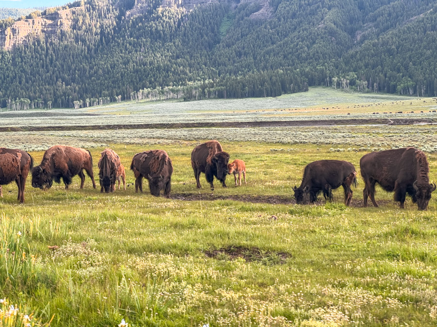 Wildlife at Lamar Valley